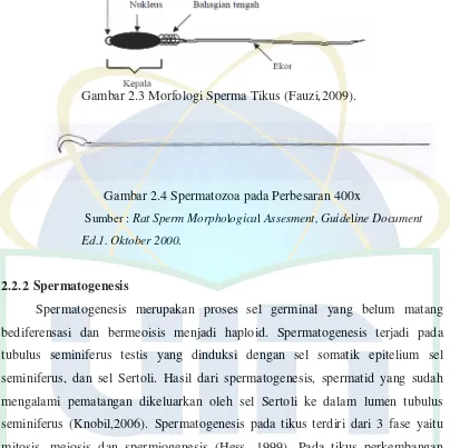 Gambar 2.3 Morfologi Sperma Tikus (Fauzi,2009). 