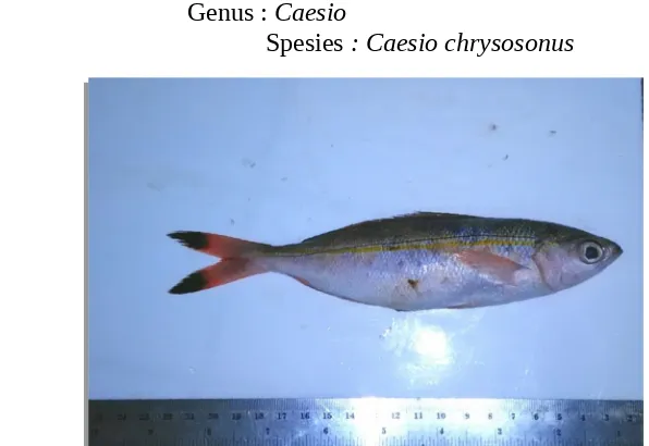 Gambar 2. Morfologi Ikan Pisang-Pisang Merah (Caesio Chrysosonus)( Sumber : Dok. Pribadi, 2017)