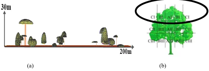Gambar 3 (a) Proyeksi tajuk; (b) Pembagian ruang tajuk pada habitat bangau tongtong 
