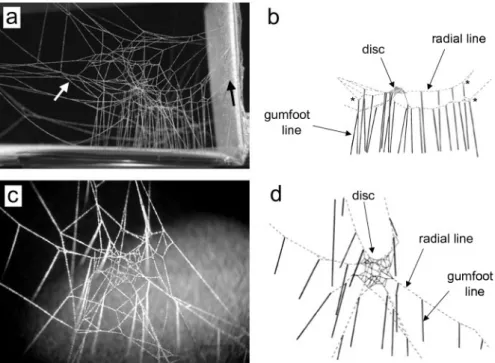 Fig. 1. — (a) Photograph and (b) drawing of a lateral view of the web of a first instar juvenile  L