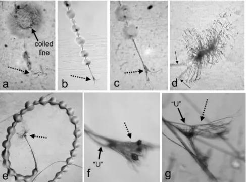 Fig. 4. — Attachment discs (dotted arrows) of gumfoot lines that were attached to glass  microscope slides below the web of a first instar juvenile (a), a third instar juvenile (b-c), and  an adult female (e-g); (d) is an attachment of a dry dragline by th