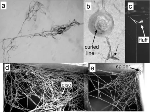 Fig. 5. — (a) Part of a fluff mass at the top of a gumfoot line in the web of a third instar  spider under the compound microscope, showing the large accumulation of lax line; (b) a  gumfoot attachment (dotted arrow) that was pulled away from the substrate
