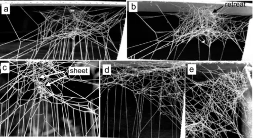 Fig. 6. — (a)-(b) Web of a first instar juvenile L. geometricus on the first after it was built (a)  and 5 days later (b) after it had captured and fed on several prey