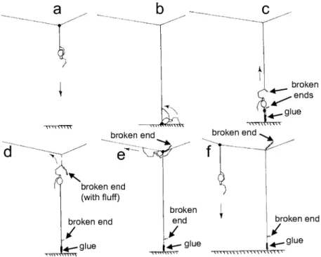 Fig. 10. — Diagrammatic representation of the behavioral sequence of gumfoot line construc-  tion in L