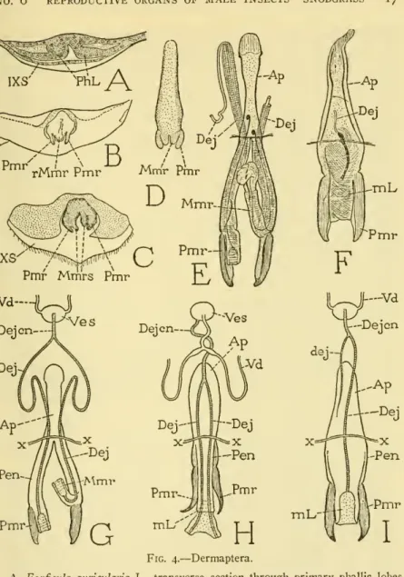 Fig. 4. — Dermaptera.