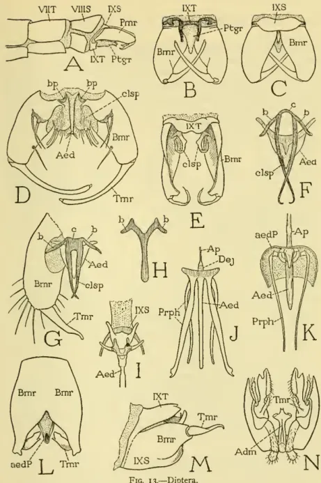 Fig. 13. — Diptera.