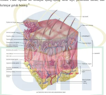Gambar 2.1. Struktur anatomi kulit (Tortora, 2009) 