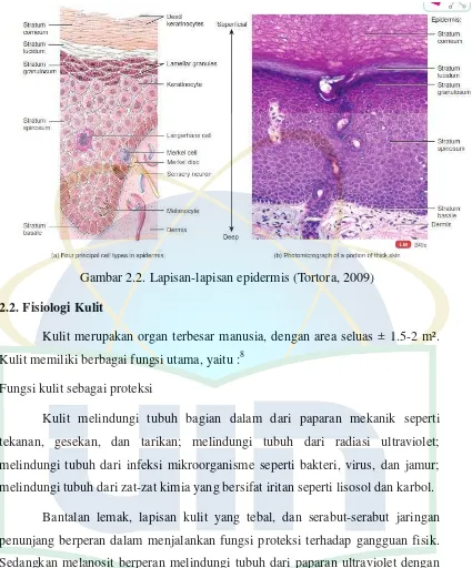 Gambar 2.2. Lapisan-lapisan epidermis (Tortora, 2009) 
