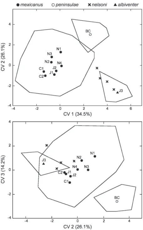 Fig. 4. Results of 11-group discriminant function analysis based on 20 log-transformed measurements of intact specimens (N 5 246) representing the Oryzomys couesi group from western Mexico: top, projection of specimen scores on canonical variates (CV) 1 an