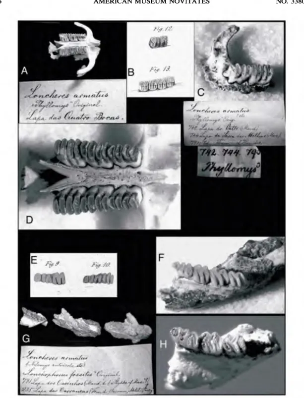 Fig. 1. Original illustrations and Lagoa Santa material examined by Lund, as matched by the authors