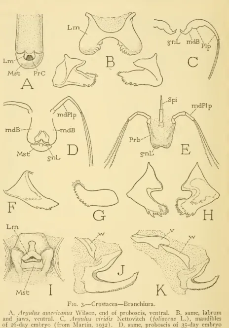 Fig. 3. — Crustacea — Branchiura.