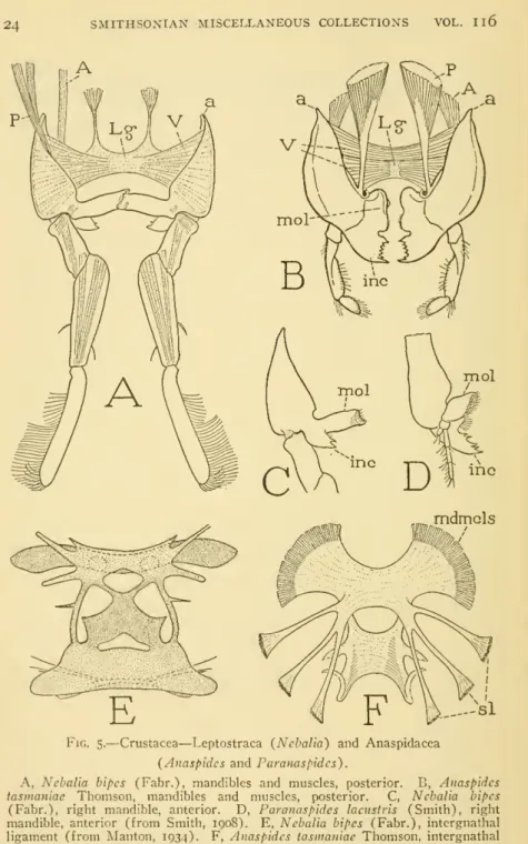 Fig. 5. — Crustacea — Leptostraca (Nebalia) and Anaspidacea (Anaspides and Par anas pidcs)