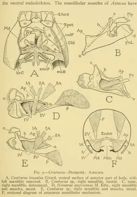 Fig. 9. — Crustacea — Decapoda : Astacura.