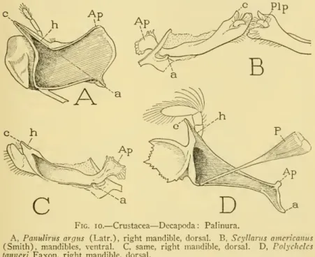 Fig. io. — Crustacea — Decapoda : Palinura.