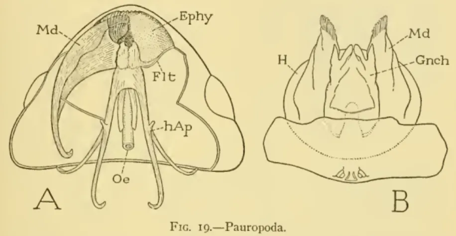Fig. 19. — Pauropoda.