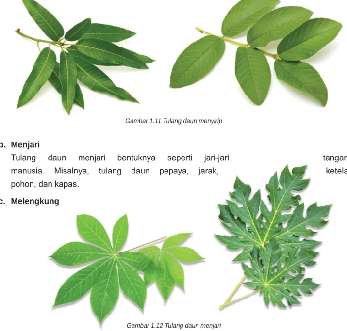 Gambar 1.10 Bagian-bagian daun
