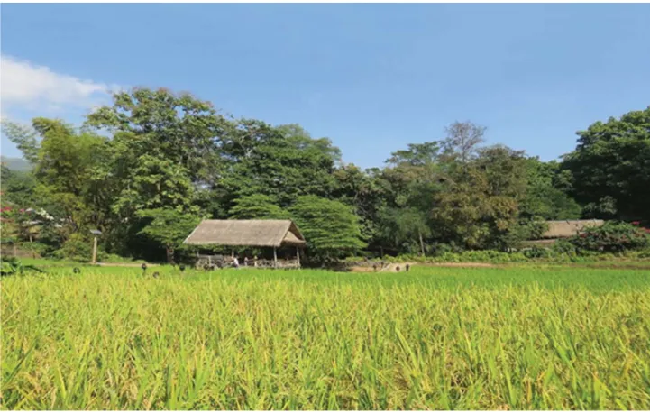 Gambar 1.5 Pohon Mangga