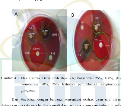 Gambar 4.1 Efek Ekstrak Daun Sirih Hijau (A) konsentrasi 25%, 100%, (B) 