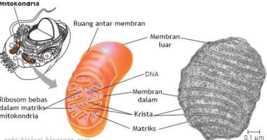 Gambar 1.8 Srtuktur mitokondria  (Sumber: Campbell, 2010, hlm.119) 