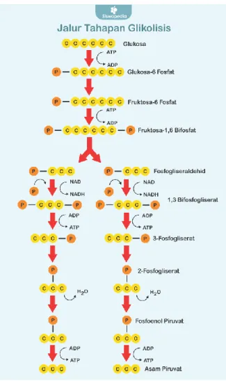 Gambar 5.1 Glikolisis, perubahan glukosa menjadi asam piruvat             (Sumber: https://www.siswapedia.com/proses-dan-tahapan-glikolisis/)  2