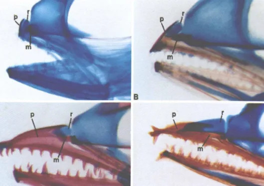 Figure 10. Developing upper jaw in four larval scombroids, left lateral view: A, Scomber japonicus, 11.5 mm SL; B, Auxis sp., 12.4 mm SL; C, Scomberomorus maculatus