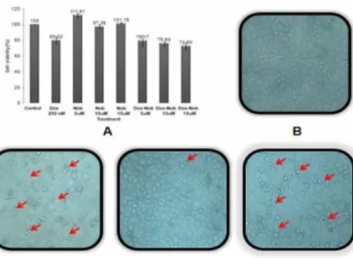 Gambar 3. 1  Efek nobiletin dan doksorubisin pada viabilitas sel kanker payudara MCF-7  (A)  Efek kombinasi nobiletin dan doksorubisin pada proliferasi sel MCF-7, (B) kontrol,  (C) doksorubisin 200 nm, (D) nobiletin 15 µM, (E) kombinasi doksorubisin 200 nM