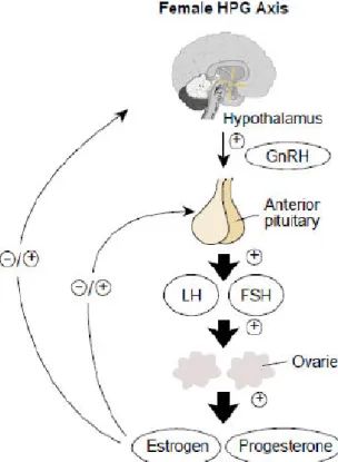 Gambar 2.5 Schematic representation of the hypothalamic – pituitary – gonadal (HPG) axes