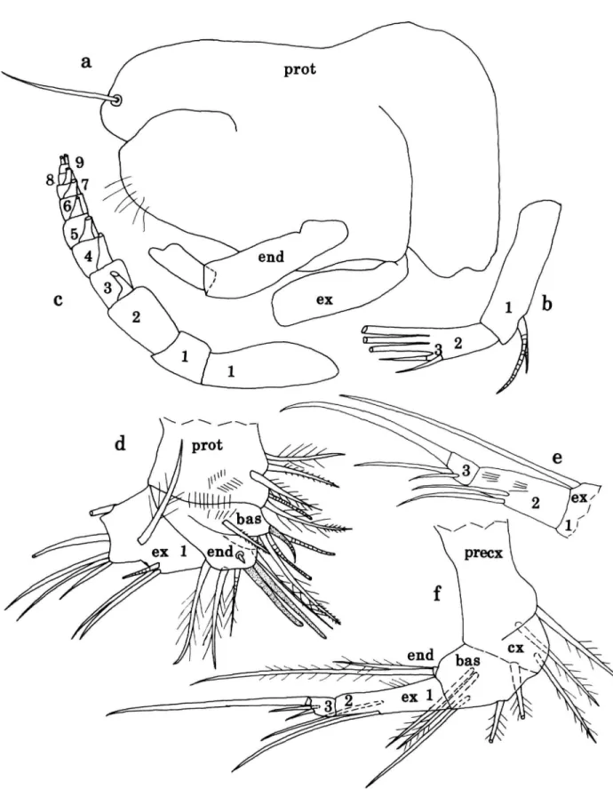 FIGURE 3.—Danielopalina phalanx, new species, USNM 194125, paratype, adult female: a, left 2nd antenna showing protopodite, 1st joint of exopodite, and endopodite (without bristles), mv; b, endopodite of left 2nd antenna, mv; c, exopodite of left 2nd anten
