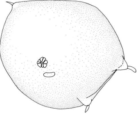 FIGURE 8.—Danielopolina wilkensi Hartmann, USNM 194132A, adult male, carapace of complete specimen from right side (reticulations not shown), length including triangular anterior process 0.57 mm.