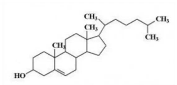 Gambar 5. Struktur Steroid (Lenny, 2006) 