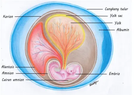Gambar 4.1 Yolk sac 