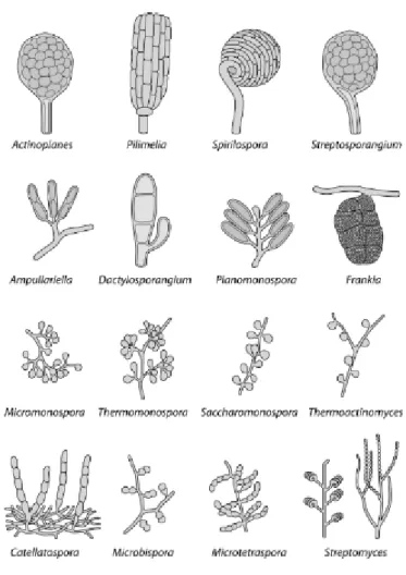 Gambar 1. Karakteristik morfologi Actinomycetes berdasarkan bentuk, posisi,  dan jumlah spora (Barka et al., 2016)