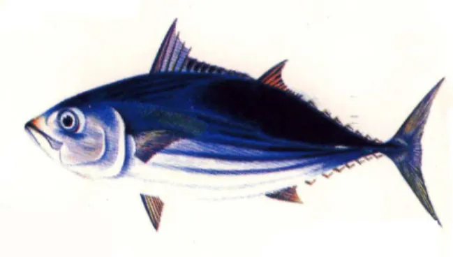 Gambar 18 Ikan cakalang (Katsuwonus pelamis). 