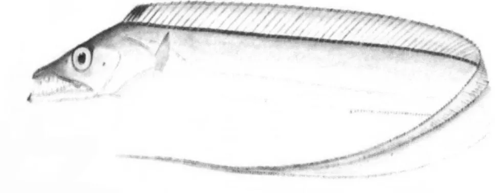 Gambar 27 Ikan layur (Trichiurus savala). 