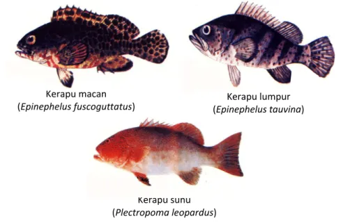 Gambar 30 Beberapa jenis/spesies ikan kerapu. 