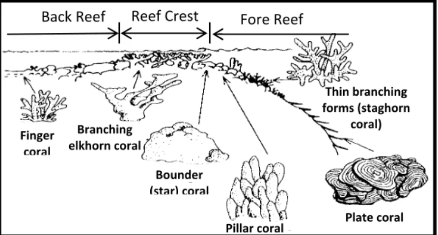 Gambar 33 Zona penyebaran ikan botana biru (Acanthurus leucosternon)  di sekitar ekosistem terumbu karang.  