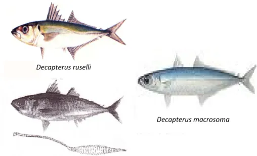 Gambar 2 Beberapa jenis ikan layang di perairan Indonesia. 
