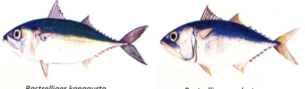 Gambar 6  Ikan  kembung  lelaki  (Rastrelliger  kanagurta)  dan  kembung  perempuan (Rastrelliger neglectus). 