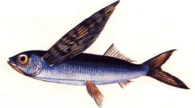 Gambar 11 Ikan terbang (Cypselurus poecilopterus).