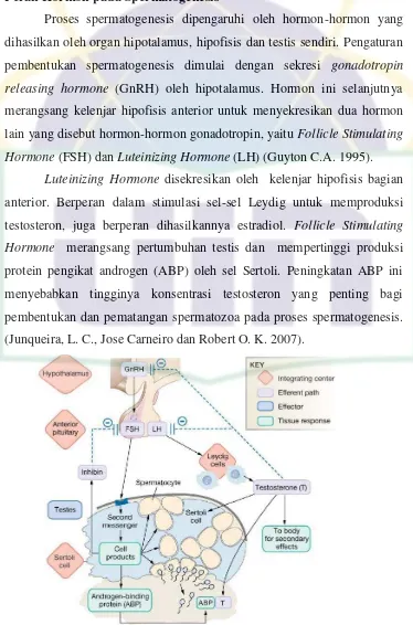 Gambar 6. Mekanisme pengaturan hormon pada spermtogenesis 