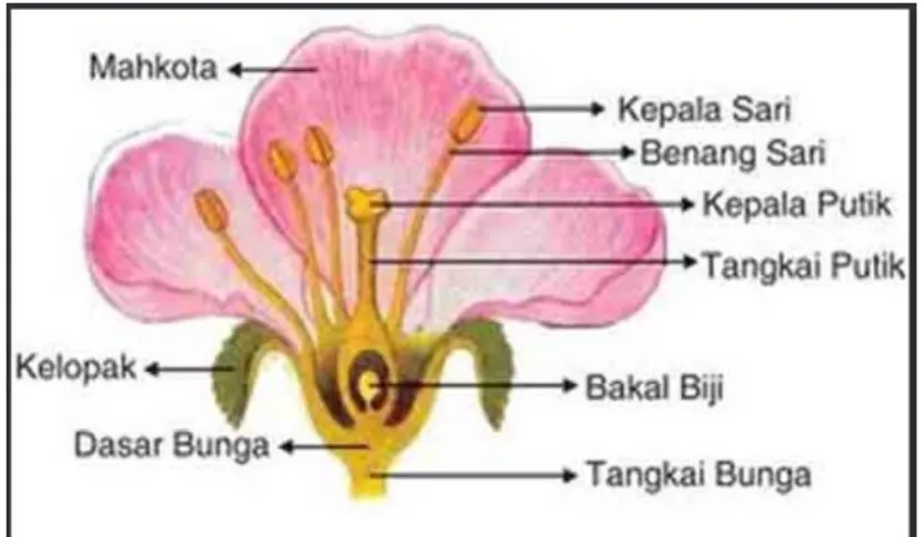 Gambar 1. 25 struktur bunga 