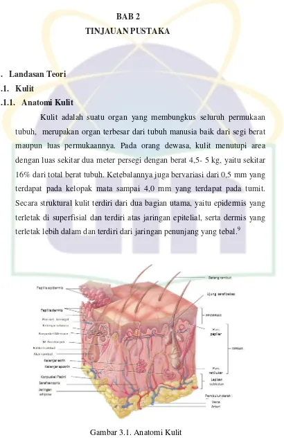 Gambar 3.1. Anatomi Kulit 