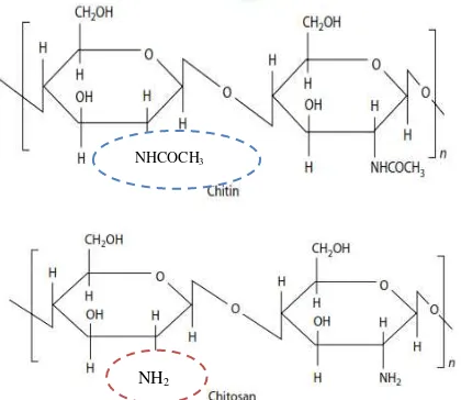 Gambar 2.1 Perbedaan Struktur Kimia Kitin dan Kitosan  