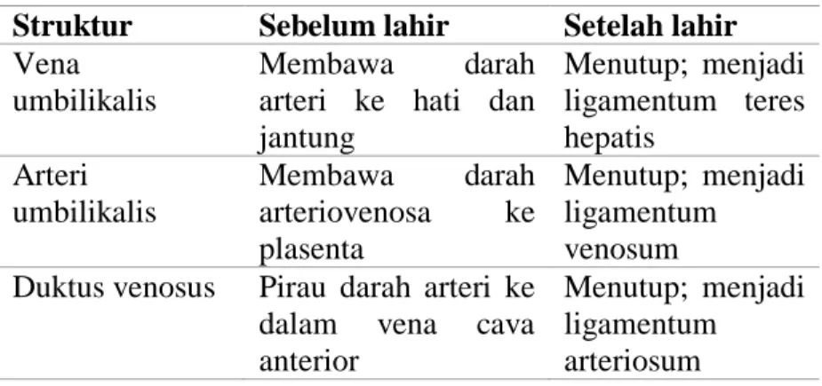 Tabel 2.1 Perubahan Sirkulasi Janin Ketika Lahir  Struktur  Sebelum lahir  Setelah lahir  Vena 