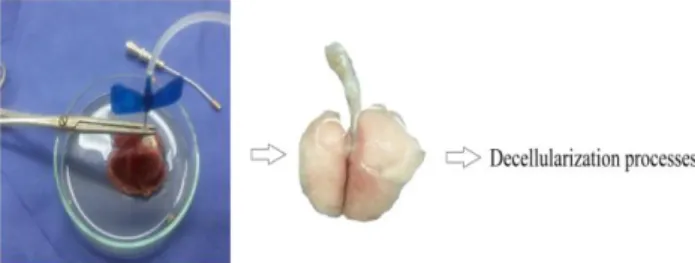 Figure 1: Perfusion of PBS, Heparin and P/S 