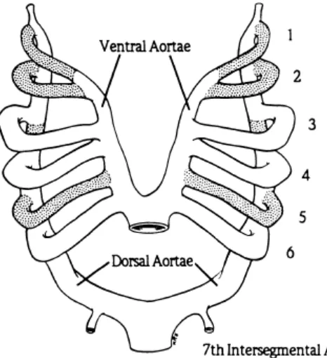Gambar 1. Gambaran skematis arkus aorta embrional.3 
