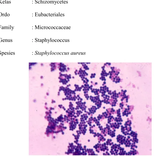 Gambar 2. Staphylococcus aureus (Brooks dkk, 2013) 