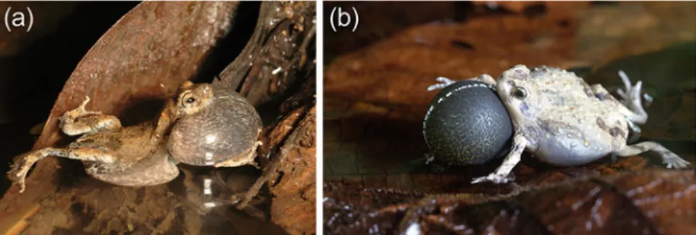 Fig. 4.2 Real and robotic tu´ngara frogs (Physalaemus pustulosus). A real calling male tu´ngara frog is depicted on the left, and a robotic tu´ngara frog with inflatable vocal sac is depicted on the right