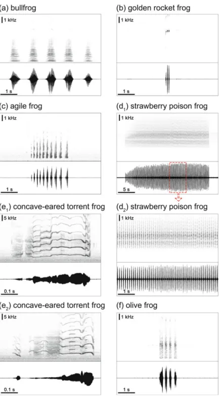 Fig. 7.3 Spectrograms (top traces) and waveforms (bottom traces) of the advertisement calls produced by the males of the species discussed in this chapter (FFT ¼ 1024 or 2048 points).