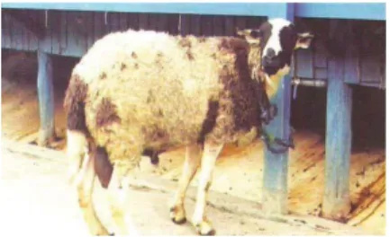 Gambar 1. Domba Ekor Gemuk 